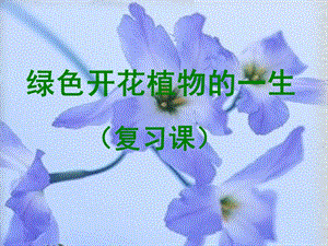 绿色开花植物的一生复习学案.ppt