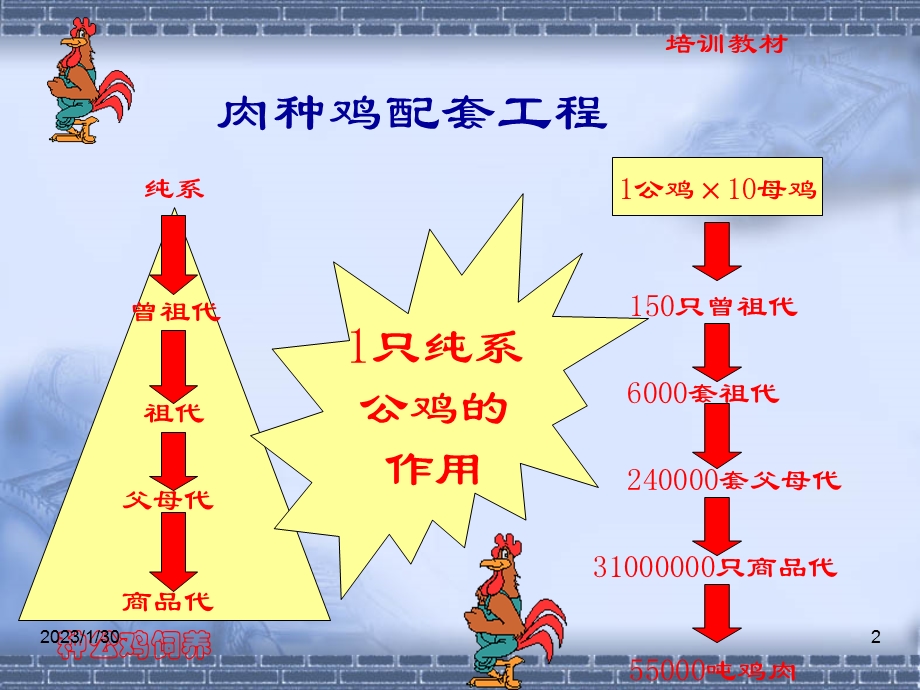 育雏育成期公鸡饲养与管理(育雏场培训).ppt_第2页