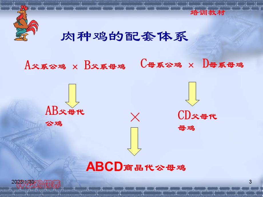 育雏育成期公鸡饲养与管理(育雏场培训).ppt_第3页