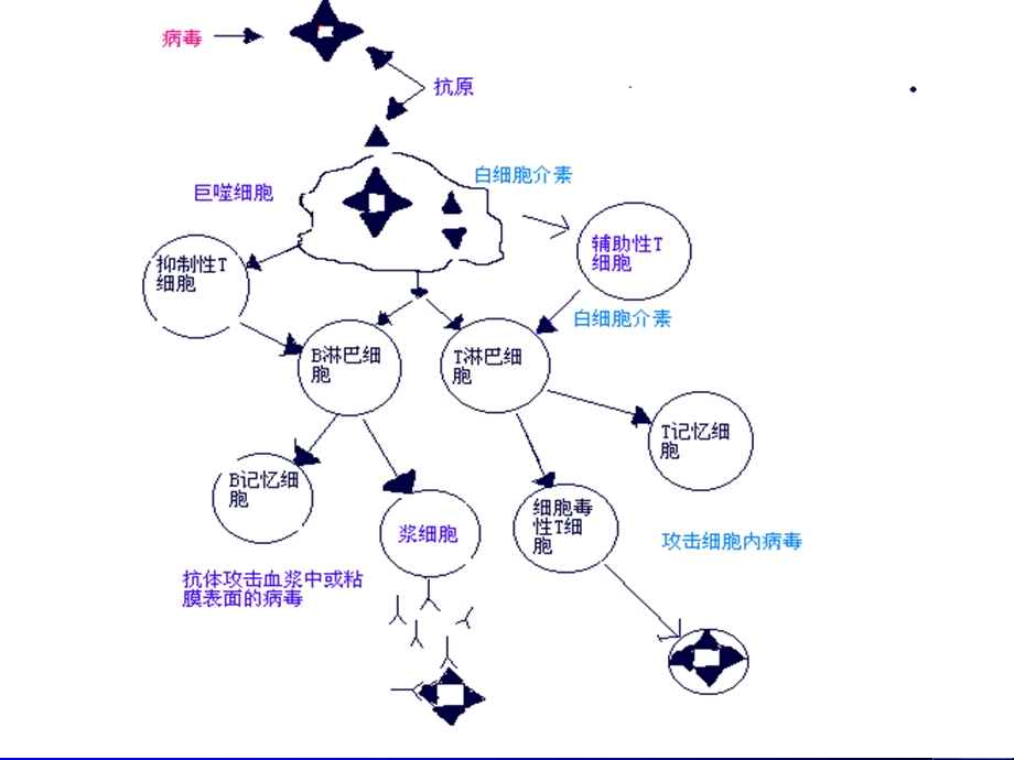 粘膜免疫.ppt_第3页