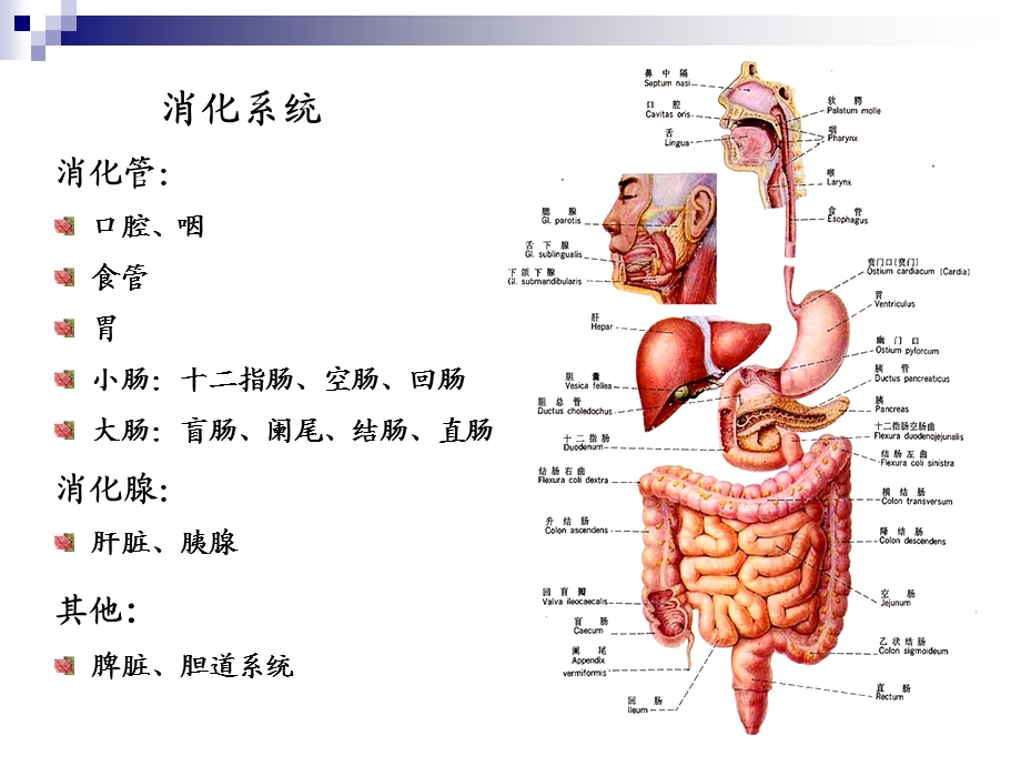 胃肠道疾病影像诊断总论ppt.ppt_第2页