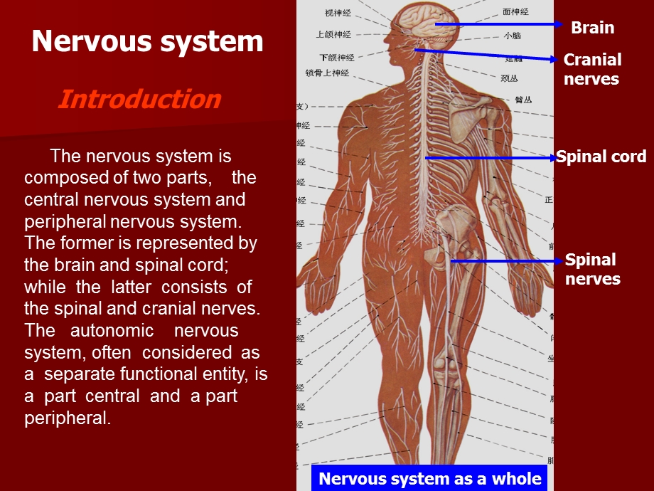 中枢神经系统解剖（英文版） .ppt_第2页