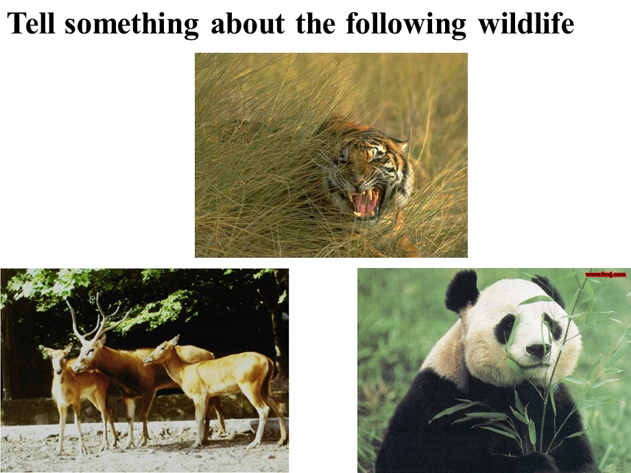 人教版高中英语课件：必修二 Unit 4Wildlife Protection Reading 许健.ppt_第3页