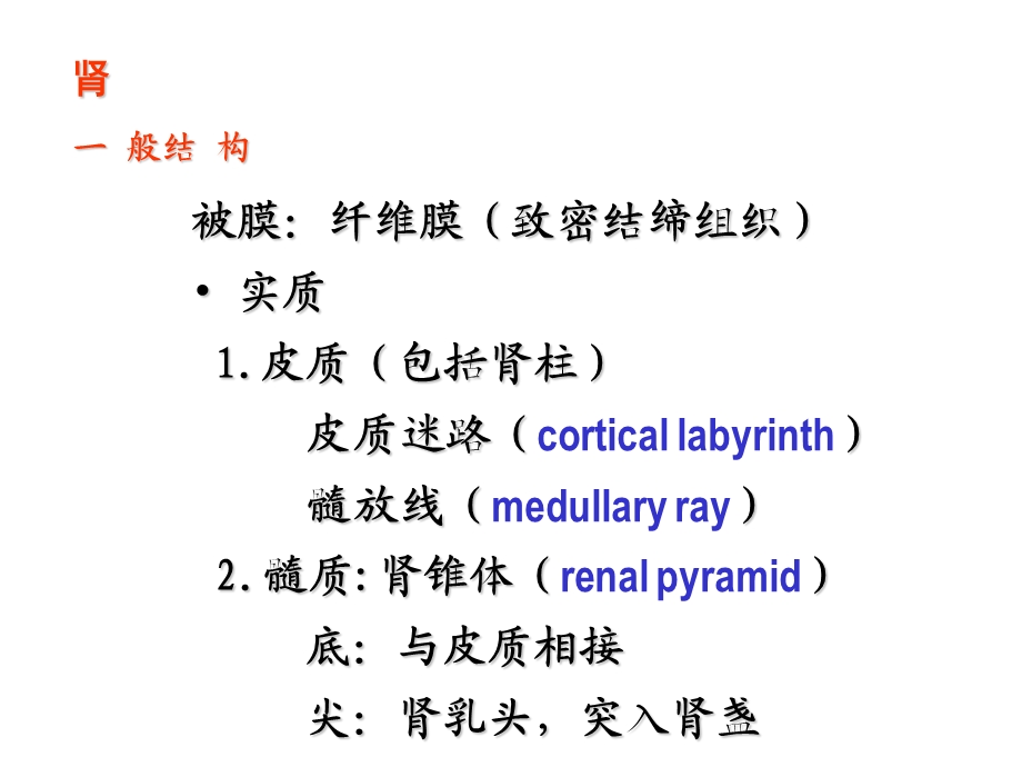 泌尿系统.ppt_第3页