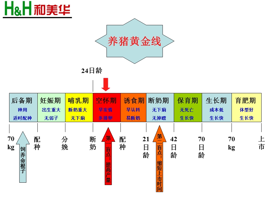 养猪黄金线.ppt_第3页