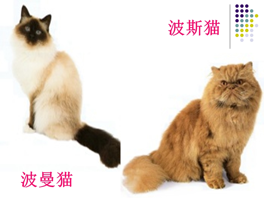 关于猫的图片各种猫图片PPT.ppt_第1页