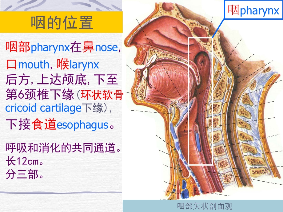 咽喉部解剖.ppt.ppt_第2页