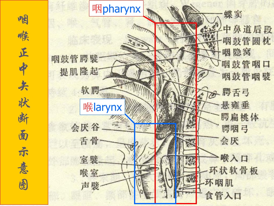 咽喉部解剖.ppt.ppt_第3页