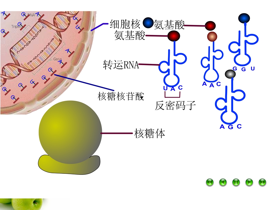 人教版高中生物课件：基因对性状的控制.ppt_第2页