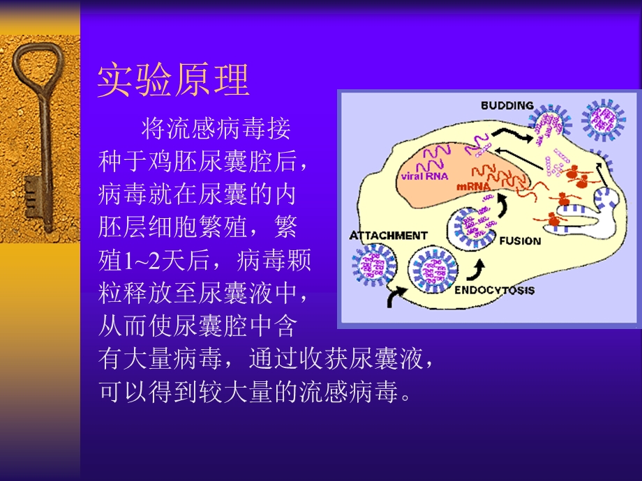 【病毒学实验】第三次课3.4流感病毒的收获及血凝效价测定.ppt_第3页