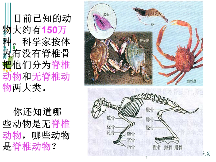 511腔肠动物和扁形动物.ppt_第2页