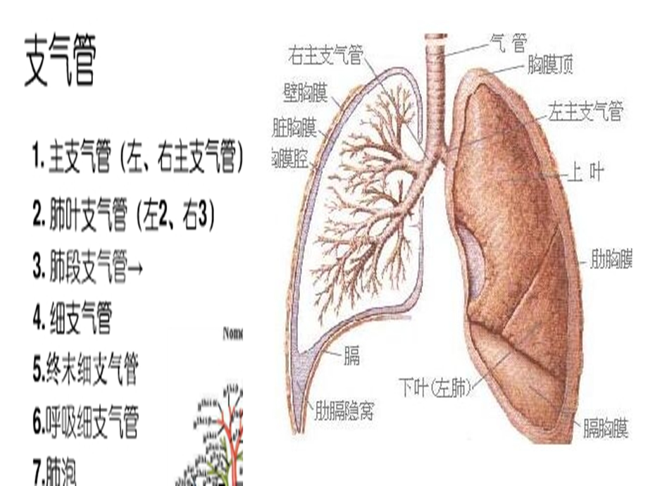 支气管扩张.ppt_第3页