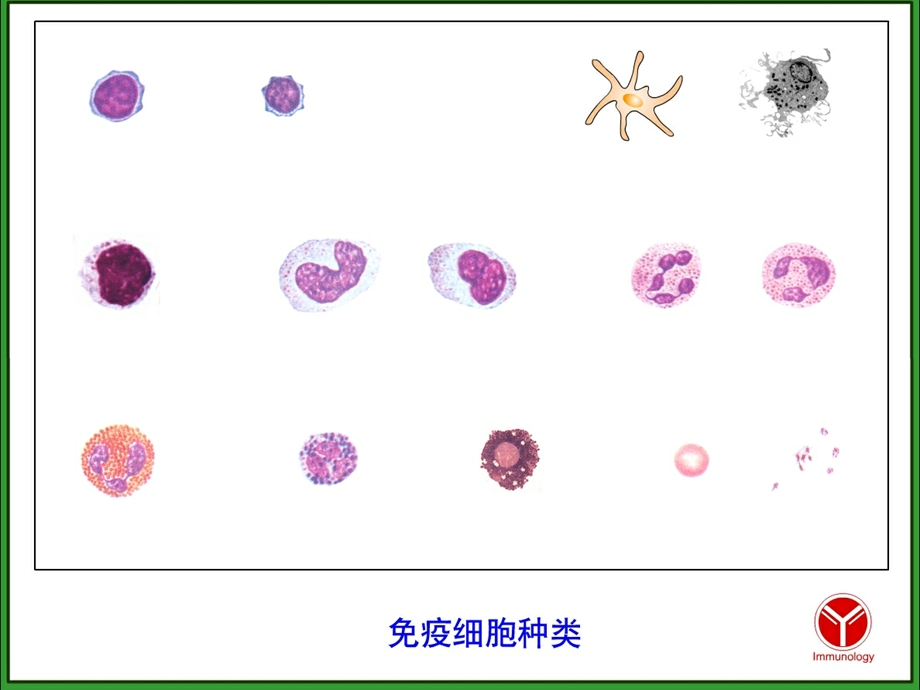 免疫细胞(周惠萍).ppt_第3页
