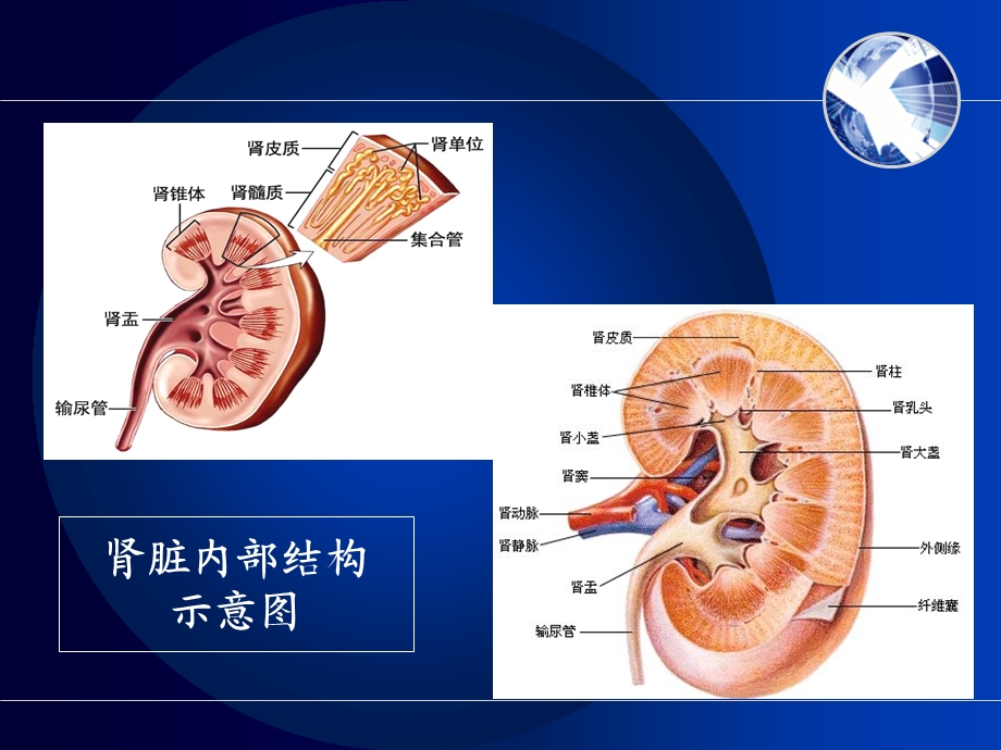 肾内科相关基础知识 医学幻灯片.ppt_第3页