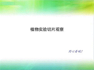 植物实验切片观察ppt.ppt