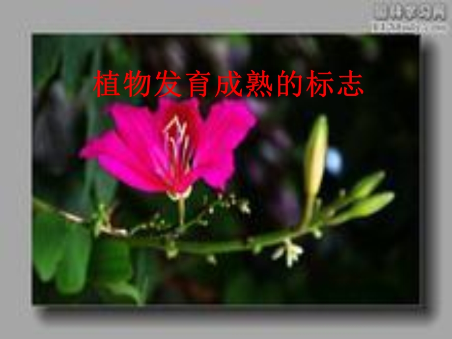 青岛版小学科学五级下册《植物的花》ppt.ppt_第3页