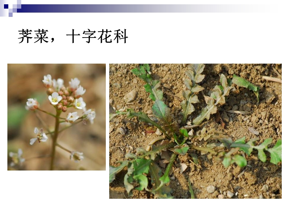 美丽的植物世界（100张植物图片） .ppt_第3页