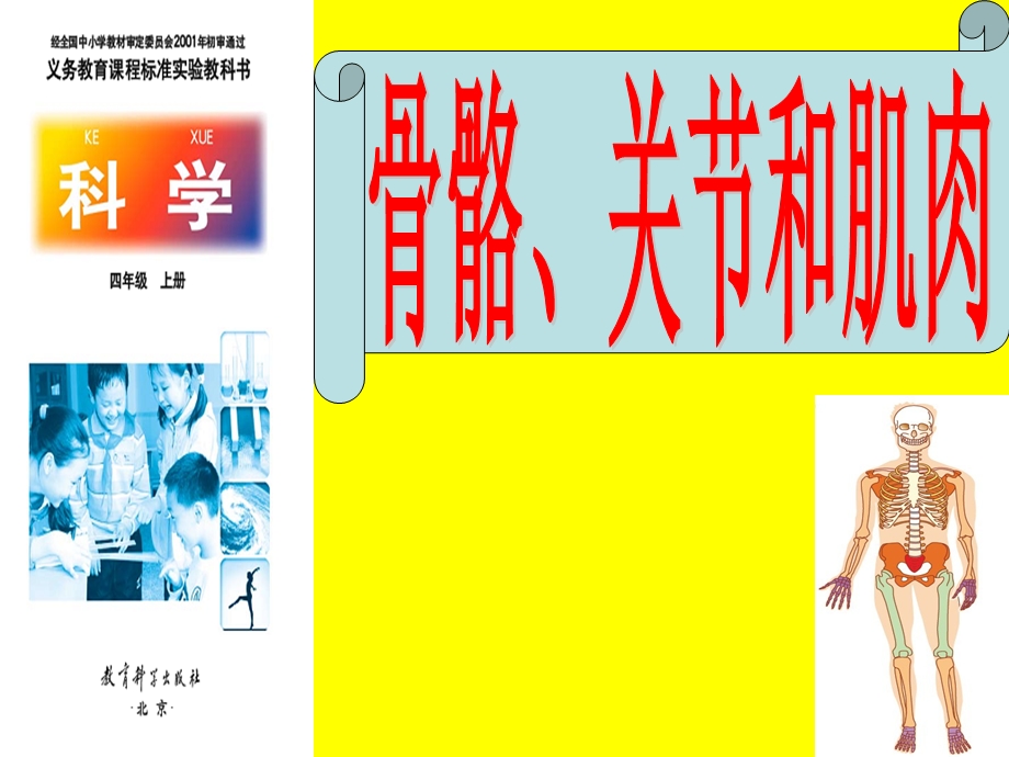 教科版小学科学四级上册《骨骼、关节和肌肉》讲课课件.ppt_第2页