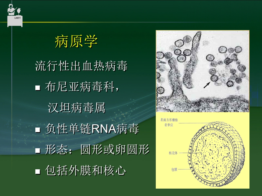 【医学课件大全】流行性出血热 (67p).ppt_第3页