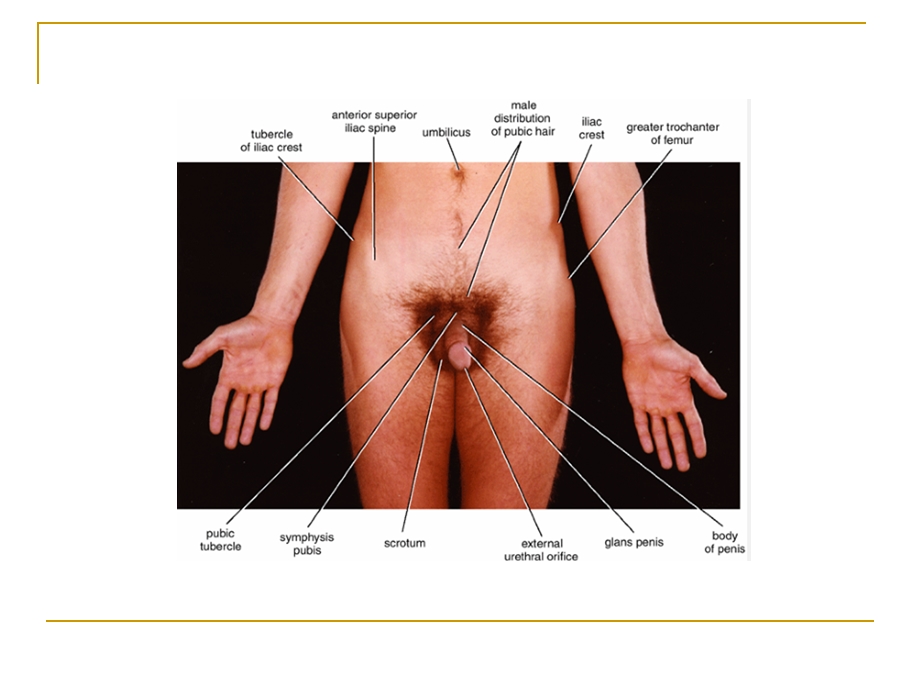 盆腔和会阴部解剖Pelvisandperineum.ppt_第2页