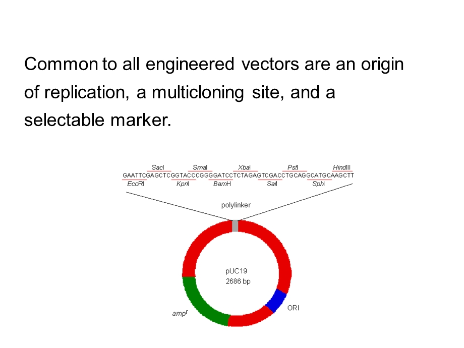 基因工程的载体(一).ppt_第3页