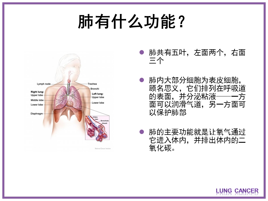 肺癌基础知识与预防.ppt_第2页