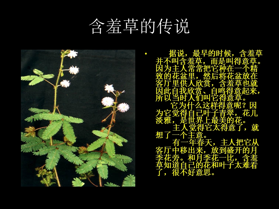 含羞草.ppt.ppt_第2页