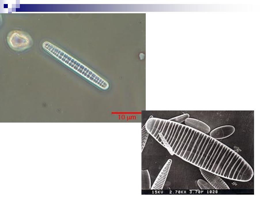 硅藻教学课件PPT.ppt_第3页