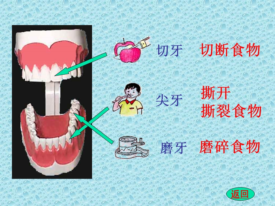 【小学健康教育经典PPT课件】爱护牙齿.ppt_第3页