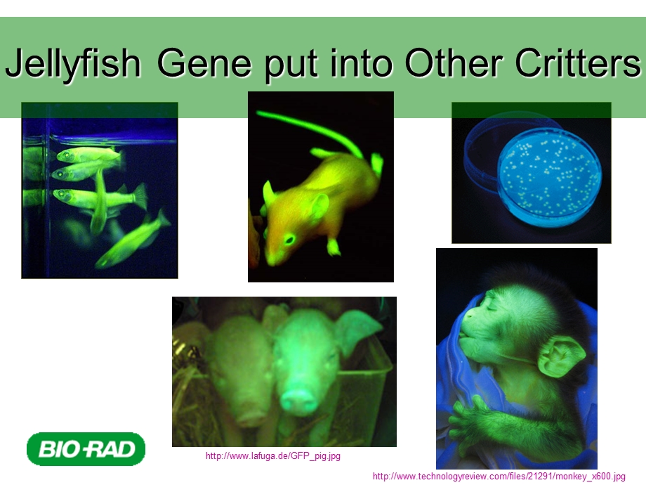 PGLO Transformation LAB AP LAB 7Brookings …：pGLO转化实验室AP实验室7 布鲁金斯… .ppt_第3页