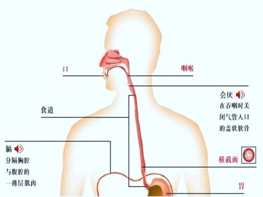 食管癌病人化疗护理.ppt_第3页