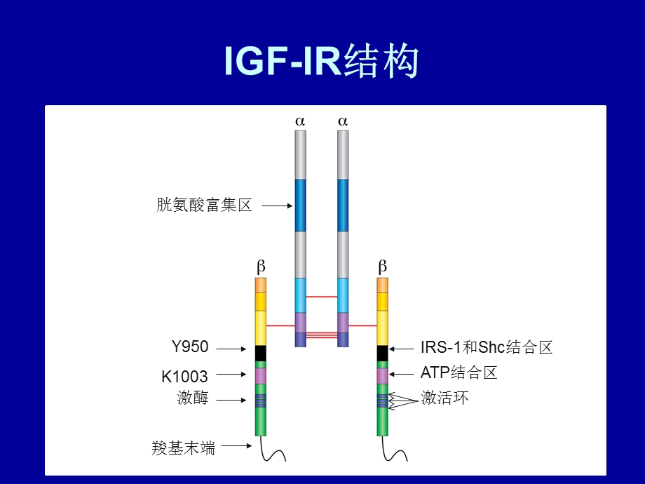 IGF-IR酪氨酸激酶.ppt_第3页