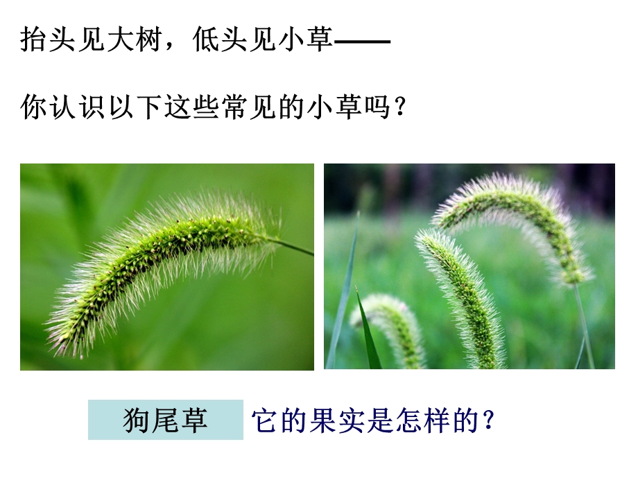 1一3大树和小草.ppt_第2页