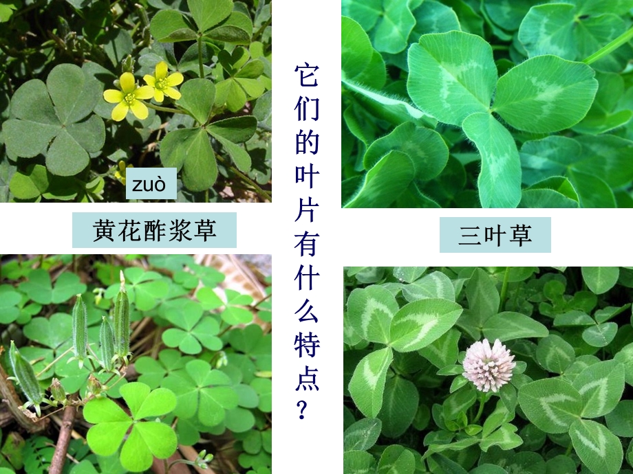 1一3大树和小草.ppt_第3页