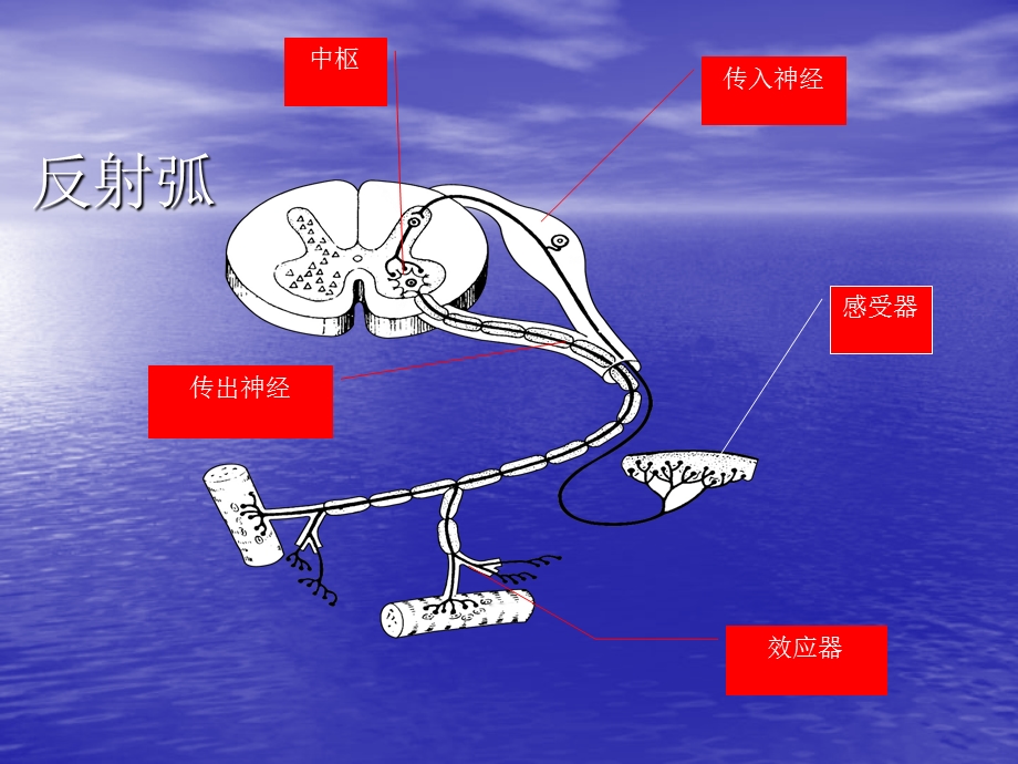 射频在疼痛科的应用.ppt_第2页