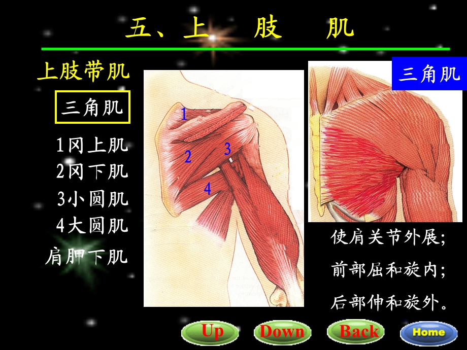 7四肢肌01.ppt_第2页