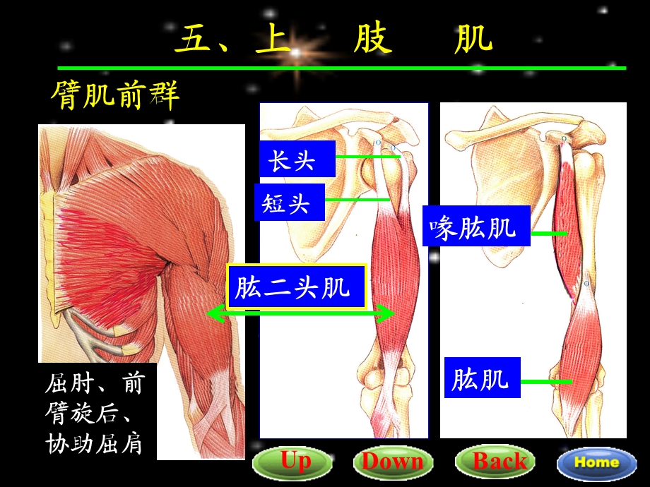 7四肢肌01.ppt_第3页