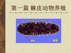 棘皮动物养殖.ppt