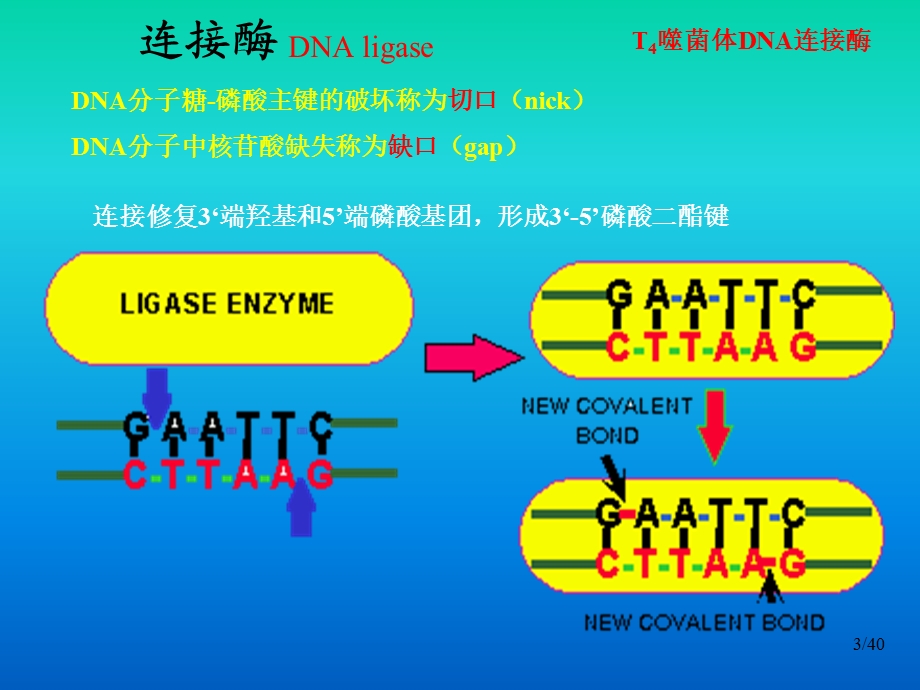 基因工程工具酶教学PPT.ppt_第3页