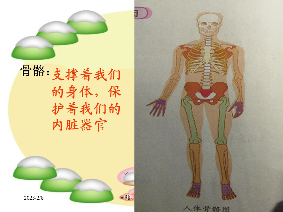 教科版小学科学四级上册《骨骼、关节和肌肉》ppt课件.ppt_第3页