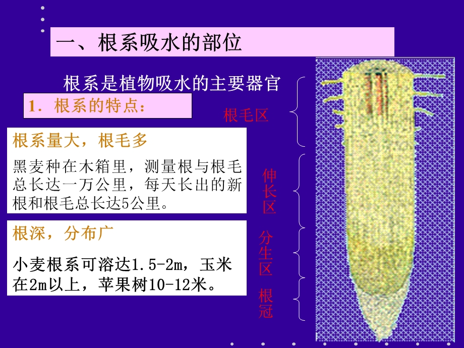 第三节 植物根系对水分的吸收 一`根系吸水的部位.ppt_第2页