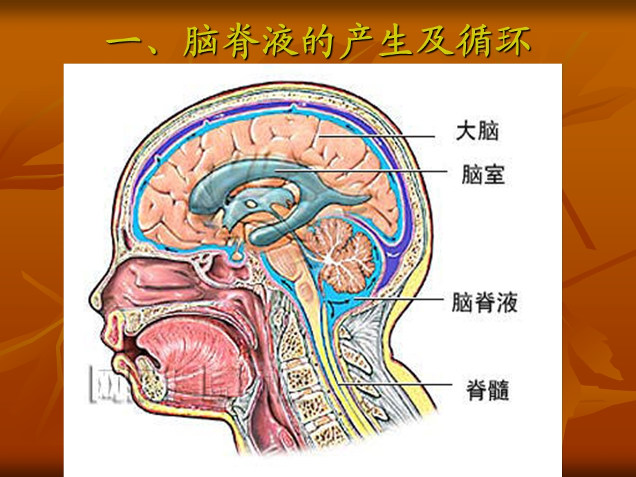 脑积水治疗和护理.ppt.ppt_第2页