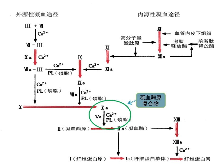 抗凝药物简介(110)图文.ppt_第3页