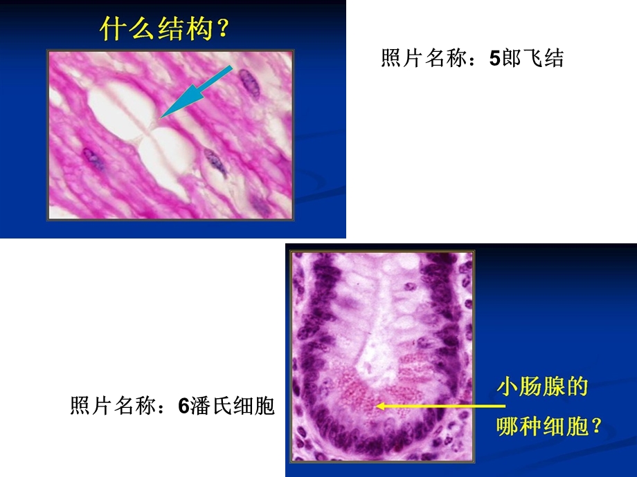 组织学与胚胎学的玻片图.ppt_第3页