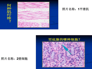 组织学与胚胎学的玻片图.ppt