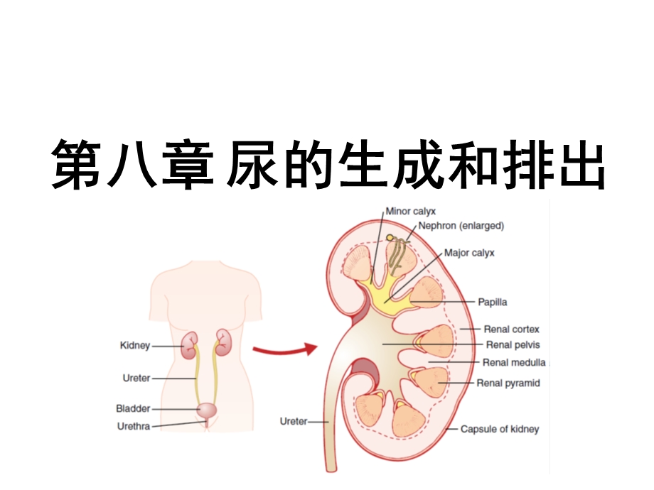 尿的生成与排出.ppt_第1页