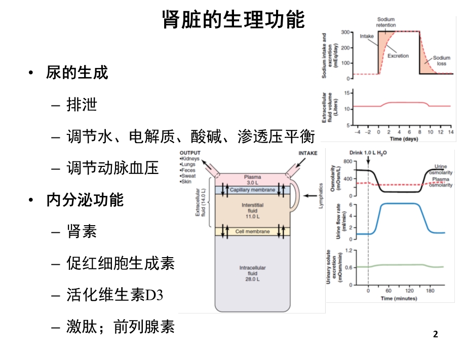 尿的生成与排出.ppt_第2页