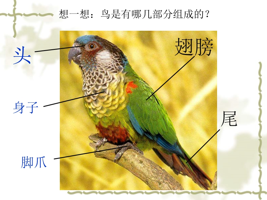 人美版小学四级美术下册《用彩墨画鸟》PPT课件1.ppt_第3页