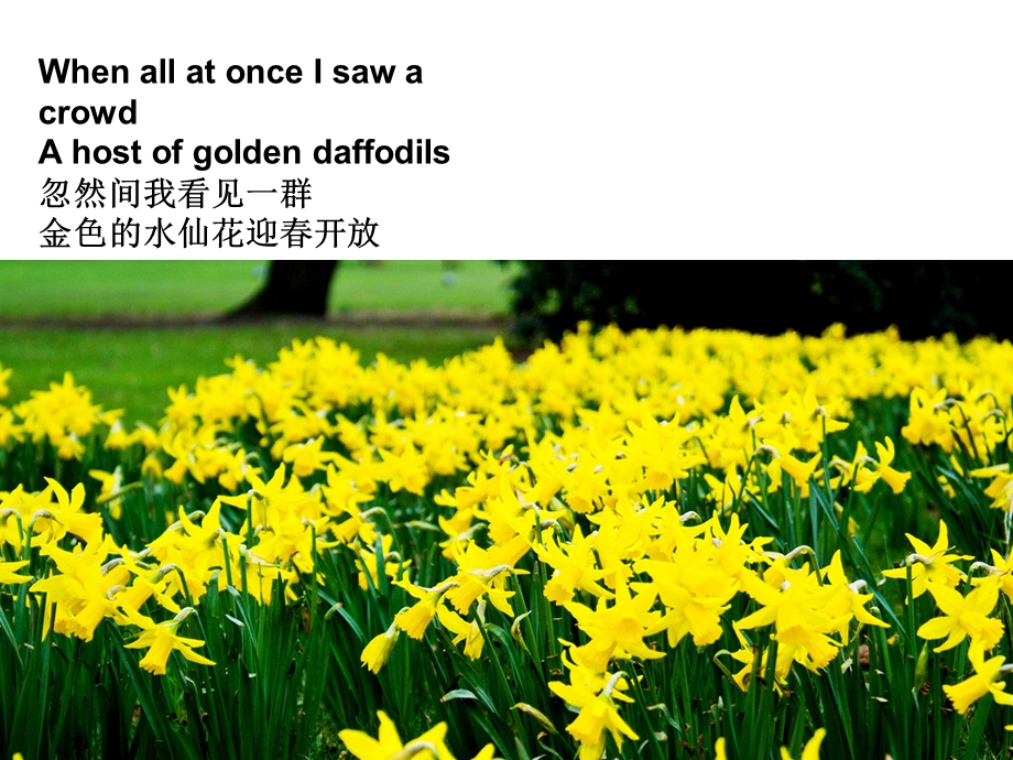 水仙TheDaffodils华兹华斯wordsworth配有图片.ppt_第3页