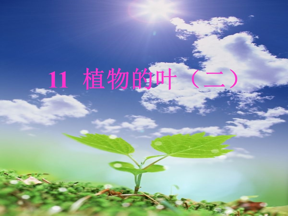 青岛版小学科学四级上册《植物的叶（二）》精品课件.ppt_第1页